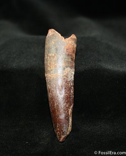Rooted Inch Spinosaurus Tooth - Dark Enamel #1305